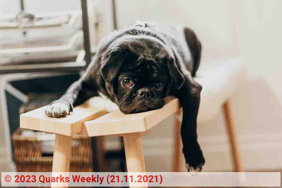Ein gelangweilter Hund | Foto: Quarks Weekly (21.11.2021) Ein gelangweilter Hund | Foto: Quarks Weekly (21.11.2021)