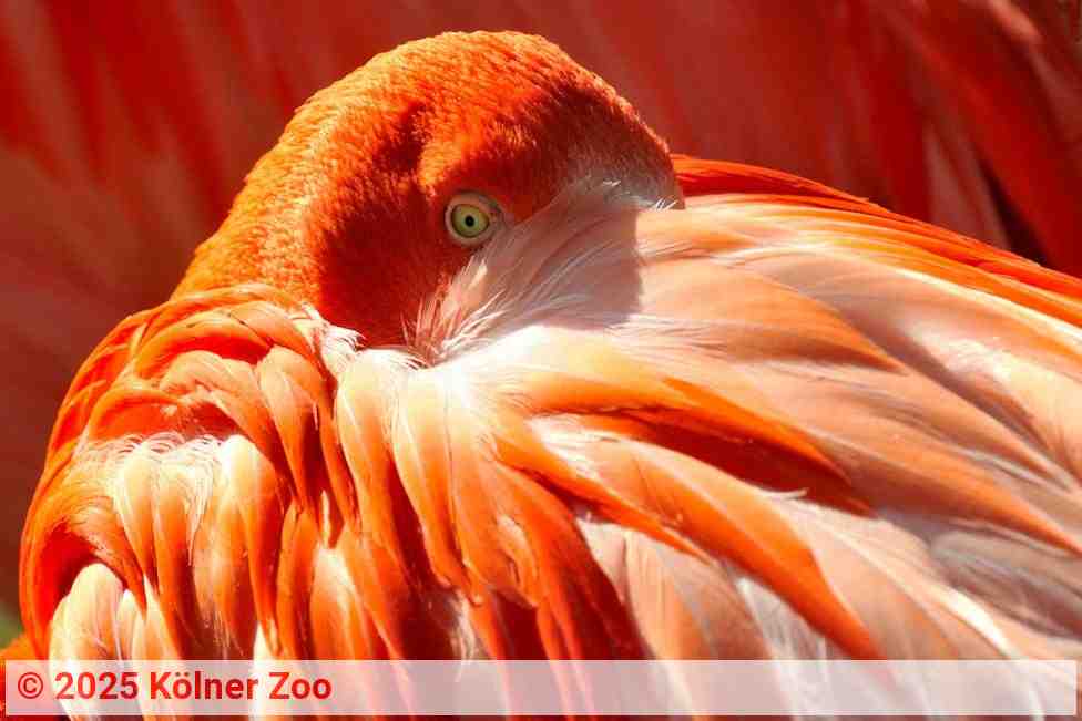 Kubaflamingo | Foto: Kölner Zoo