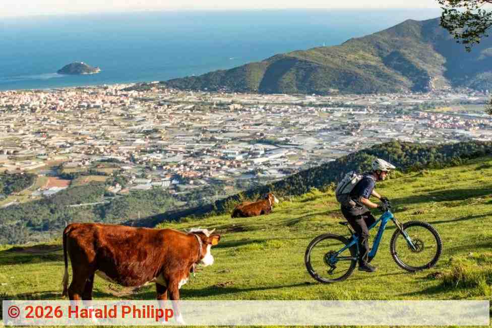Ligurien - Mit dem Mountainbike vorbei an Kühen | Foto: Harald Philipp