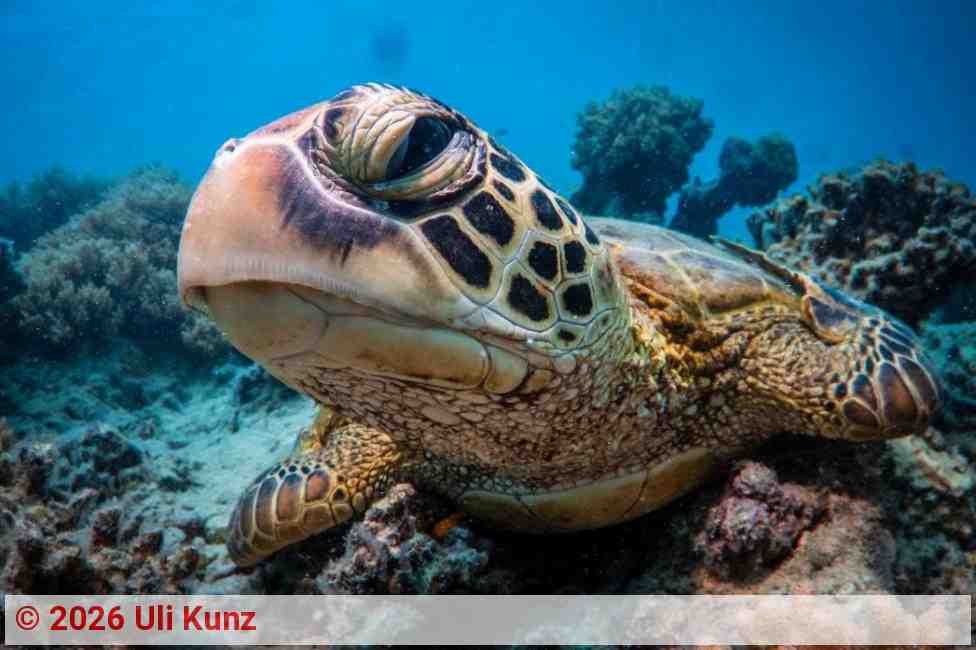 Schildkröte | Foto: Uli Kunz