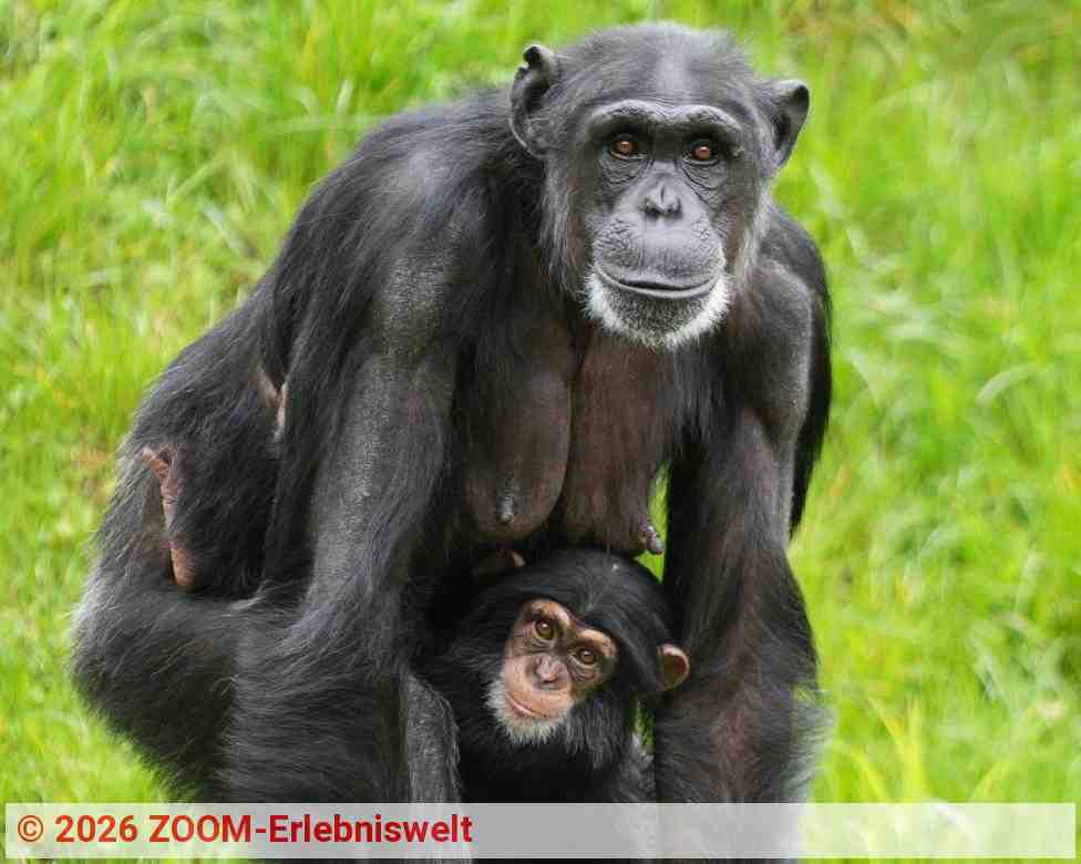 ZOOM-Erlebniswelt - Tag der Menschenaffen | Quelle: ZOOM-Erlebniswelt ZOOM-Erlebniswelt - Tag der Menschenaffen | Quelle: ZOOM-Erlebniswelt