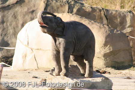 Kölner Zoo im Januar 2008