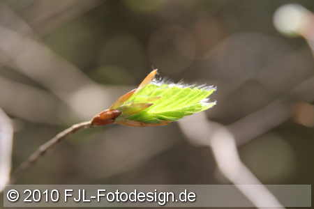 Bild-Nr.: 1004002