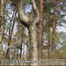 Bild-Nr./Picture No.: 1004006