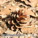 Bild-Nr./Picture No.: 1004007