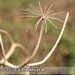 Bild-Nr./Picture No.: 1004009