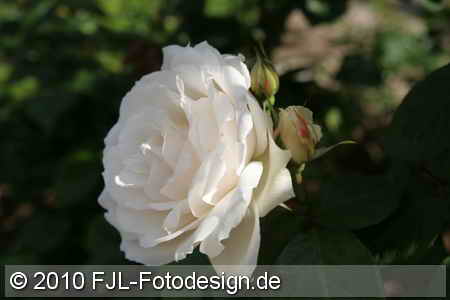 Bild-Nr.: 1005050