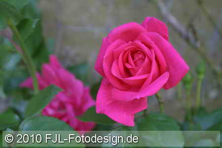 Bild-Nr.: 1005295