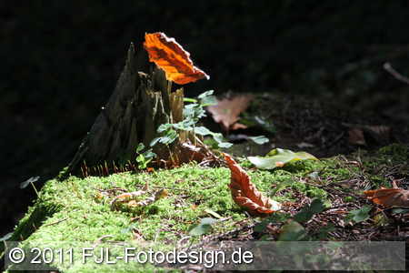 Bild-Nr.: 1108113