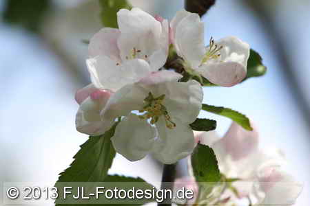Bild-Nr.: 1305037