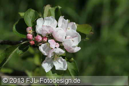 Bild-Nr.: 1305042