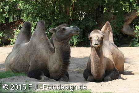 Bild-Nr.: 1505205