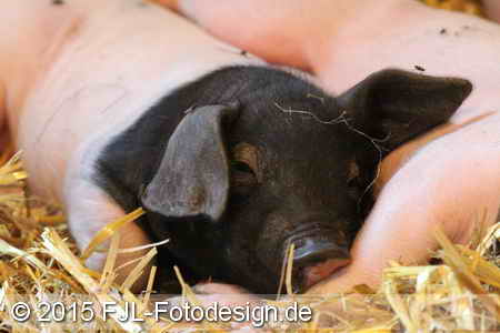 Bild-Nr.: 1505237