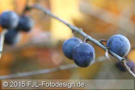 Bild-Nr.: 1506915