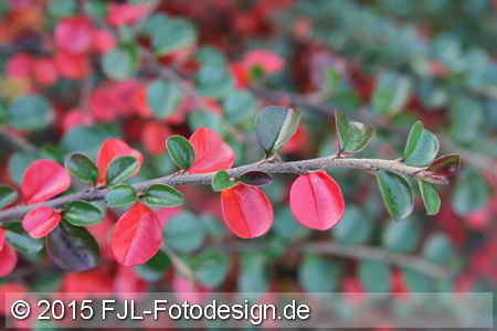 Bild-Nr.: 1506919