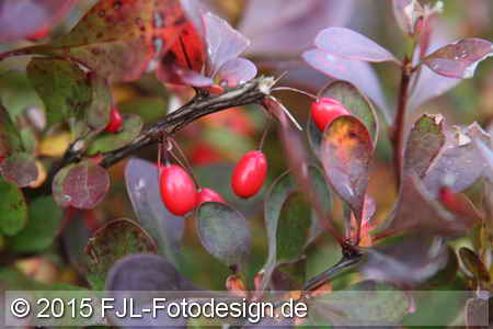 Bild-Nr.: 1506921