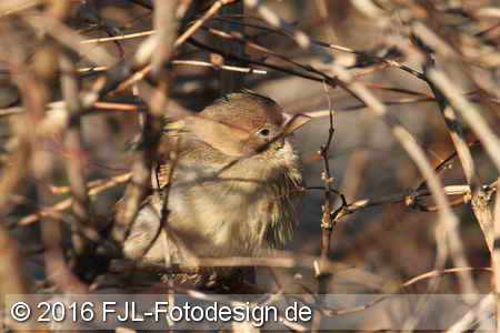Bild-Nr.: 1603104