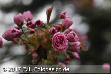 Bild-Nr.: 1702012