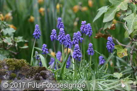 Bild-Nr.: 1702026