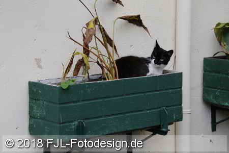 Bild-Nr.: 1804127