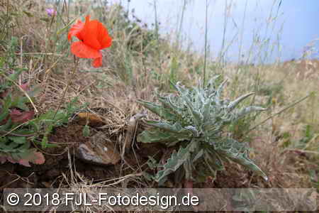 Bild-Nr.: 1804360
