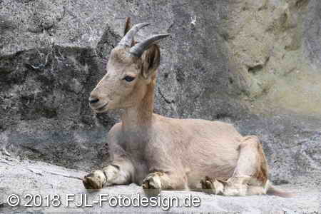 Bild-Nr.: 1805323