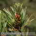 Bild-Nr./Picture No.: 1901811