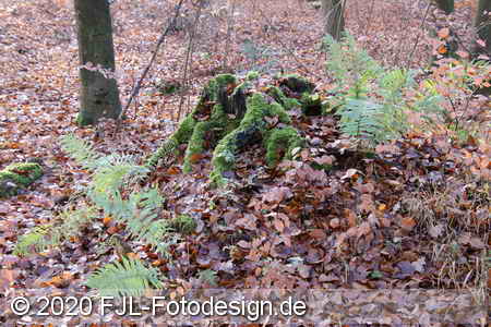 Bild-Nr.: 2002404
