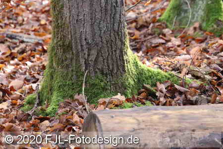 Bild-Nr.: 2002411