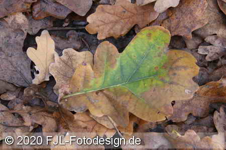 Bild-Nr.: 2002401