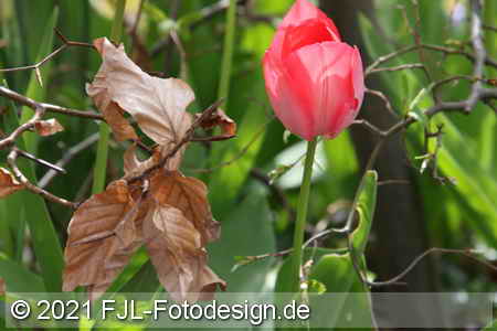 Bild-Nr.: 2100518