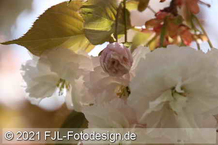 Bild-Nr.: 2100712