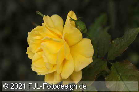 Bild-Nr.: 2101940