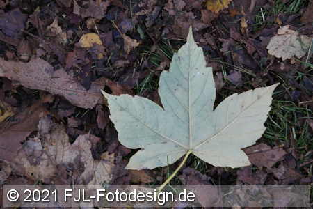 Bild-Nr.: 2102206