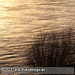 Bild-Nr./Picture No.: 2102320