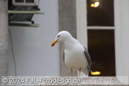 Bild-Nr.: 2402341