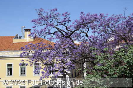 Bild-Nr.: 2402724
