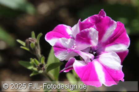Bild-Nr.: 2502419