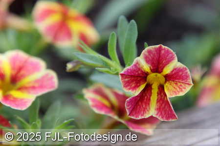 Bild-Nr.: 2502420