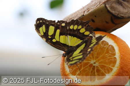 Bild-Nr.: 2502434