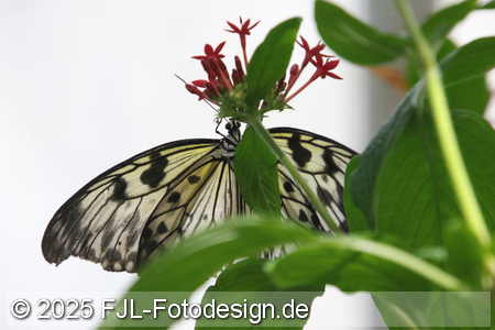 Bild-Nr.: 2502435