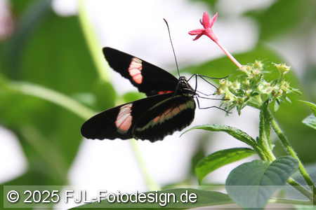 Bild-Nr.: 2502437