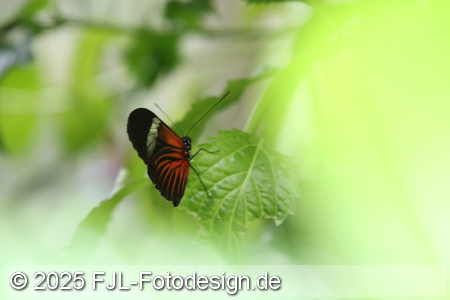 Bild-Nr.: 2502443