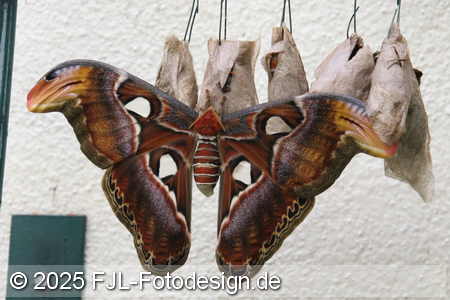 Bild-Nr.: 2502453