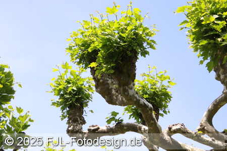 Bild-Nr.: 2502460