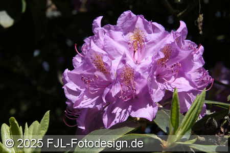Bild-Nr.: 2502479