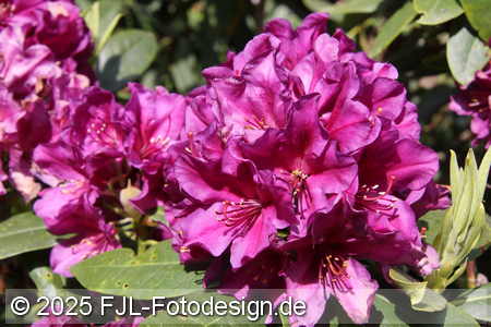 Bild-Nr.: 2502484