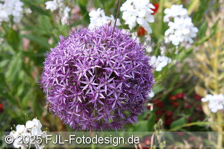 Bild-Nr.: 2502498