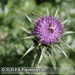 Bild-Nr./Picture No.: 2502409