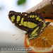 Bild-Nr./Picture No.: 2502433